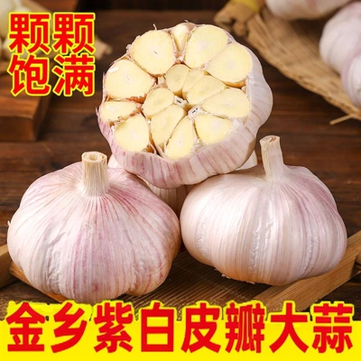 山东金乡产地直发紫皮干蒜足干无烂瓣新大蒜头可做蒜种人工精挑