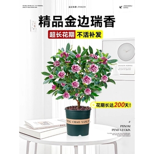 金边瑞香盆栽带花苞大苗老桩盆景客厅室内花卉四季耐寒植物开花