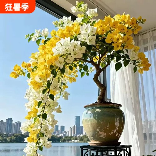 漳州三角梅苗稀有品种带叶