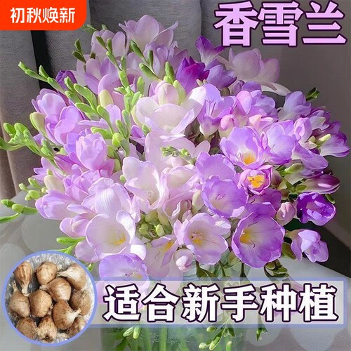 重瓣香雪兰盆栽庭院阳台耐热耐寒