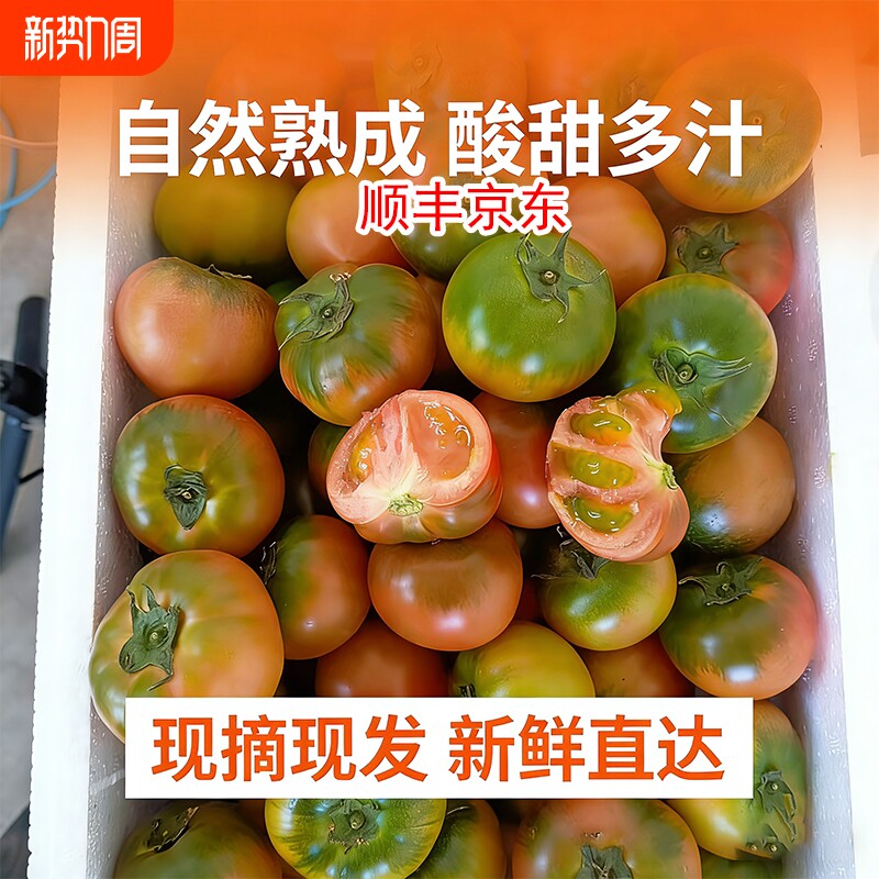 正宗铁皮草莓柿子碱地绿腚自然成熟生吃西红柿新鲜现采现摘爆汁