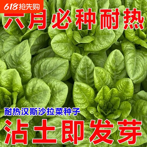 沙拉菜种子汉斯沙拉菜耐高温夏季秋播阳台当季易管理种植高产种籽