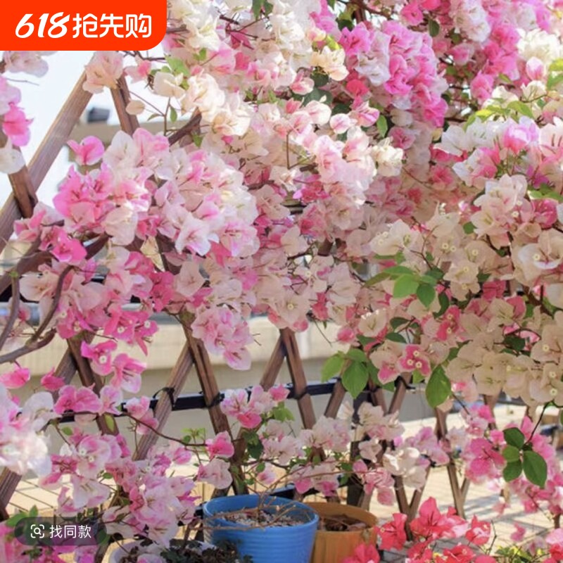 三角梅盆栽植物花卉苗新品种玫瑰阳台庭院净化空气四季开勤花盆景