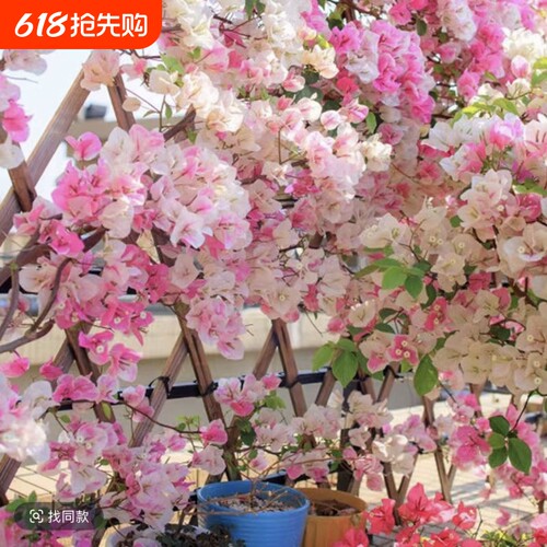 三角梅盆栽植物花卉苗新品种玫瑰阳台庭院净化空气四季开勤花盆景