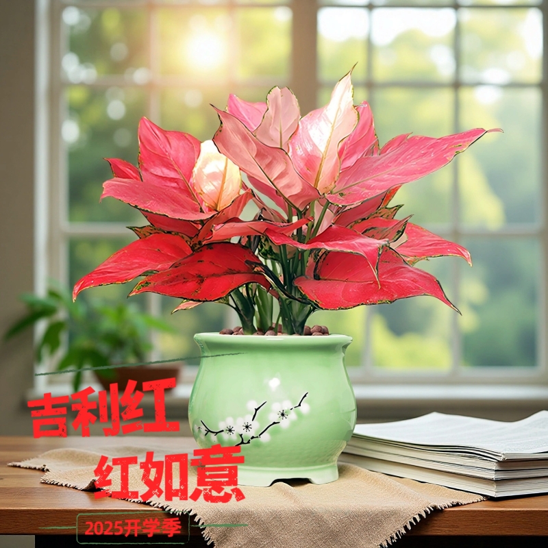 吉利红如意常绿净化空气绿植