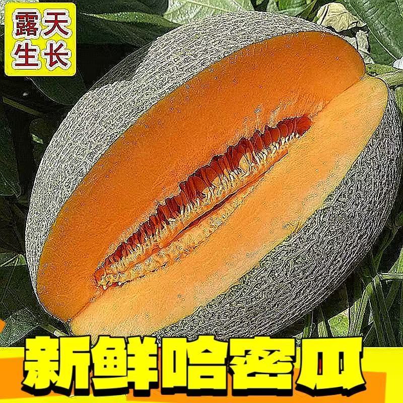【优质】海南香甜哈密瓜水果脆甜包整箱当季新鲜现摘产地直发蜜瓜
