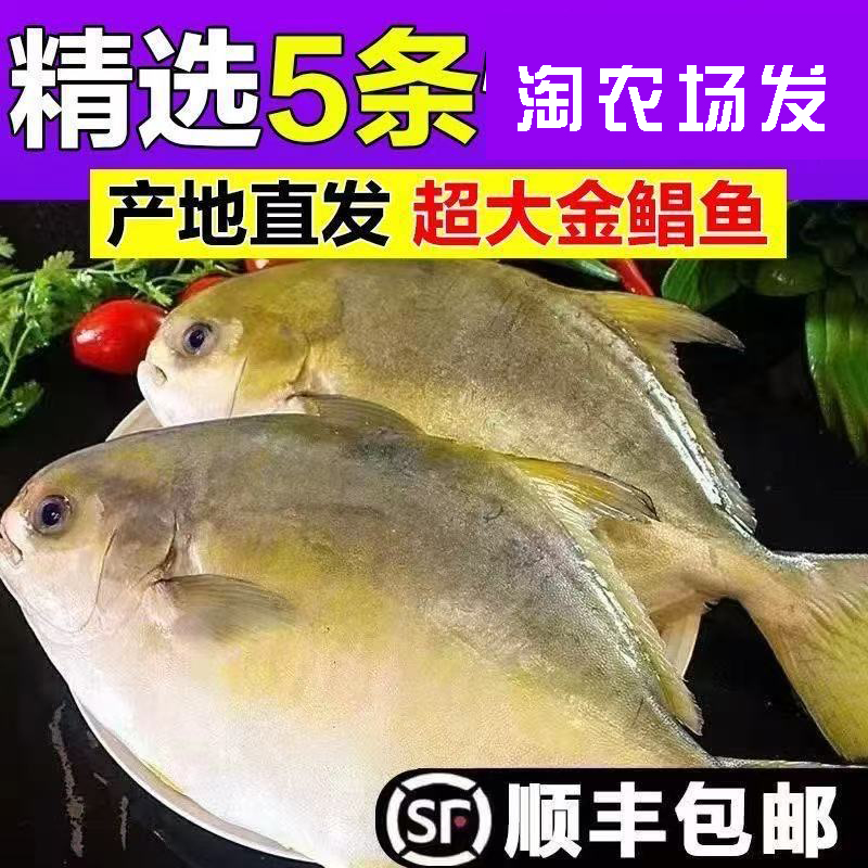 鲳鱼金鲳鱼新鲜冷冻包邮鲜活海鲜鱼大平鱼鲳鳊鱼冰冻水产大金鲳鱼