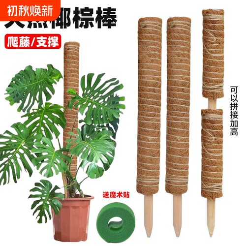 攀爬柱椰棕棒龟背竹支撑杆固定架植物爬藤花架棕榈皮椰丝苔藓园艺