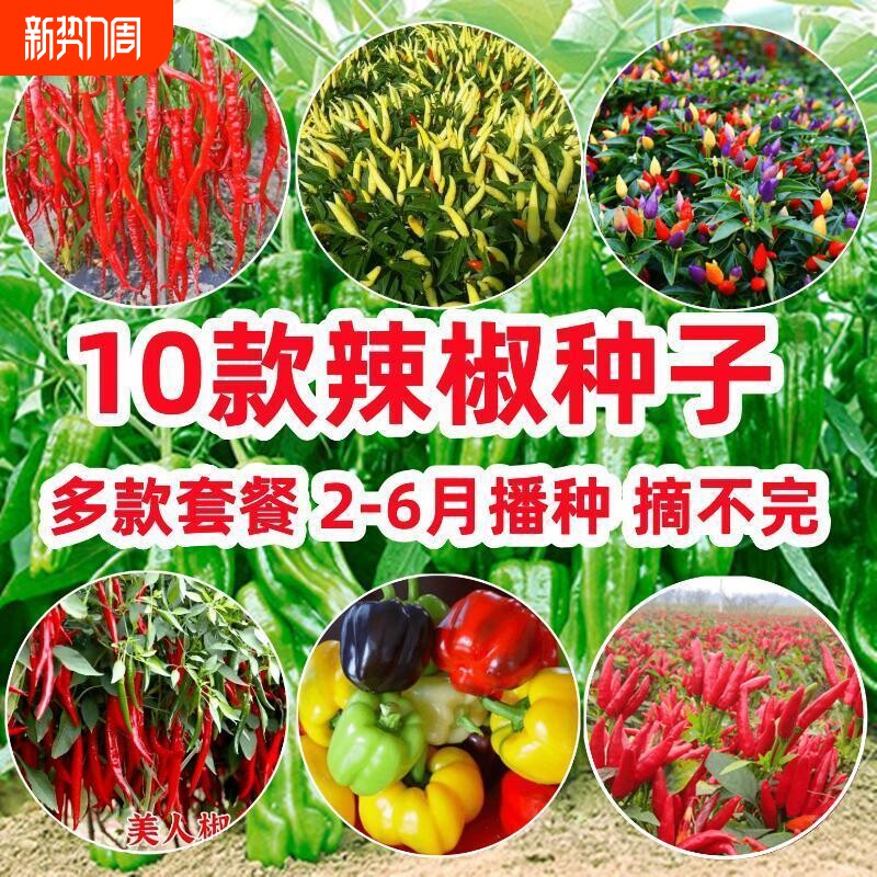 10款辣椒种子牛角辣五彩椒美人椒朝天椒青椒春季四季籽种苗蔬菜孑