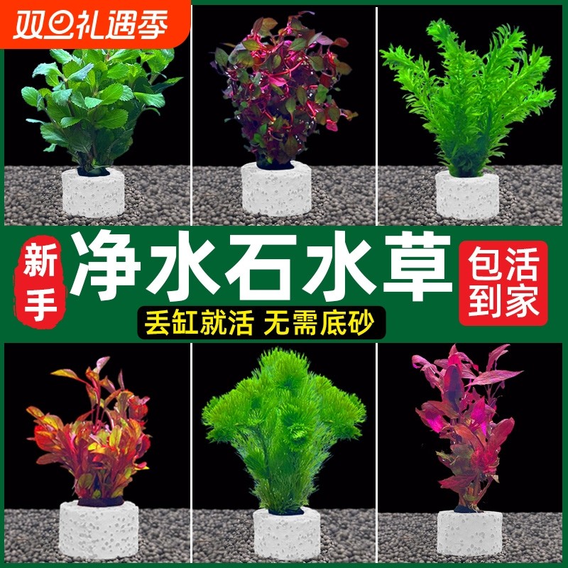 鱼缸水草植物水罗兰真草造景阴性水榕蜈蚣绿菊净水装饰套餐沉底