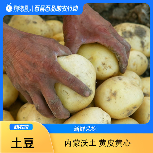 新鲜当年内蒙黄心新鲜黄皮大土豆马铃薯大洋芋新鲜蔬菜黄皮黄心
