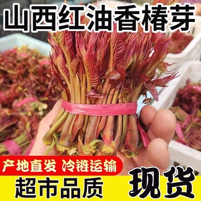 香椿芽新鲜野生头茬嫩芽当季现摘露天蔬菜叶椿菜红香椿头