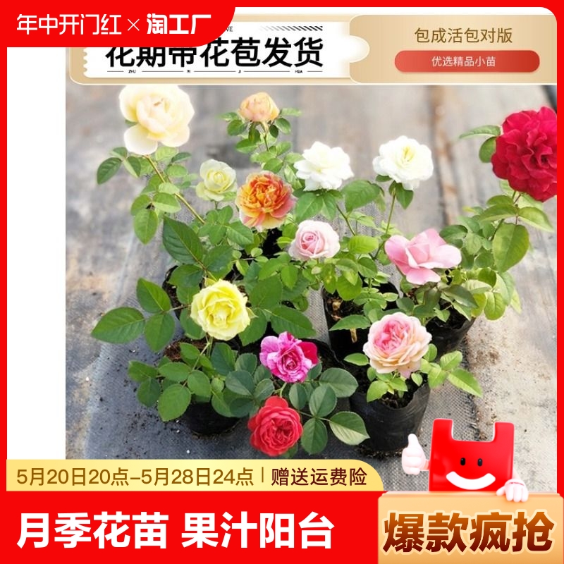 月季花苗小苗品种齐全基地直销