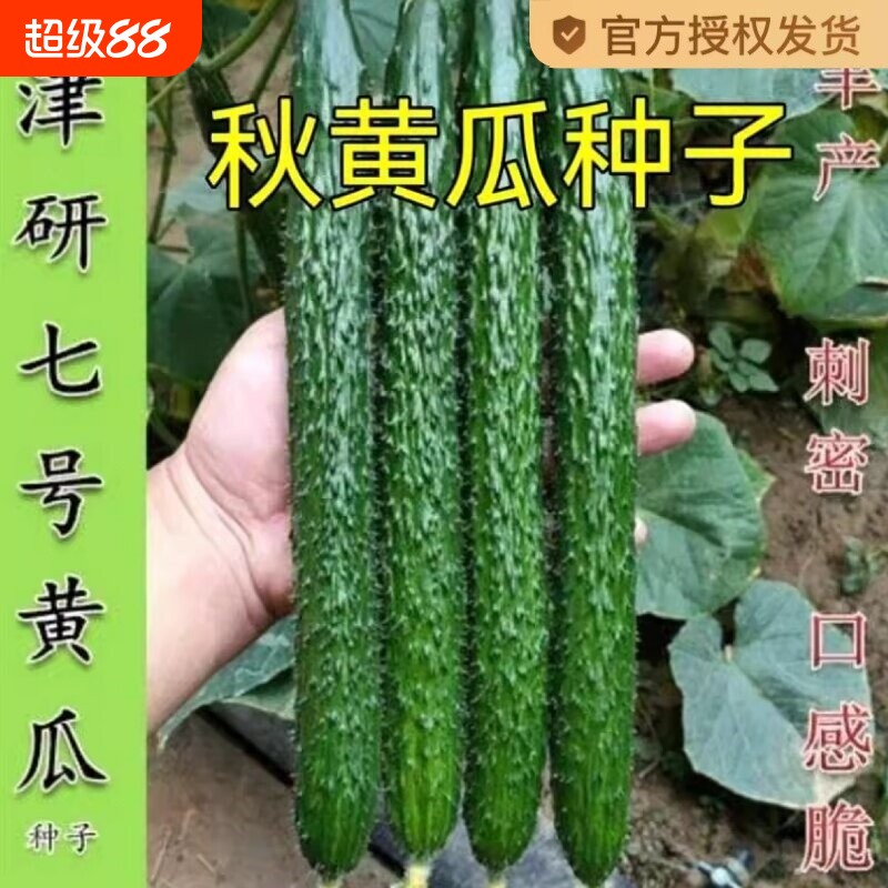 津研水果黄瓜青瓜种子刺黄瓜种籽子水果春秋四季蔬菜种子丝瓜奶油