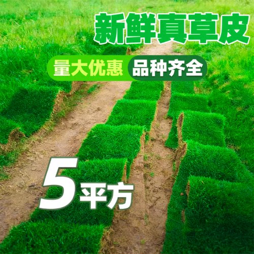 马尼拉草皮真草坪带土别墅花园绿化低矮免修剪四季青地毯草果岭草