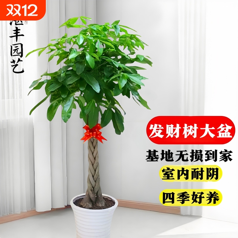 发财树客厅大盆栽旺宅室内大型招财树大棵绿植物办公室盆景好养活