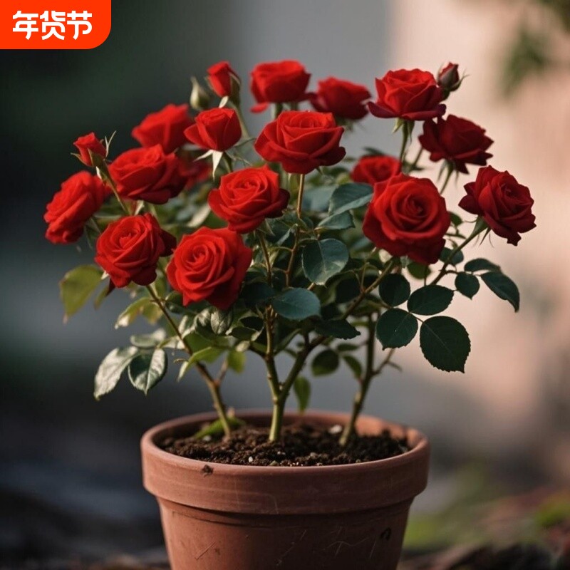 混色玫瑰花苗老桩开花月季花花卉四季老根盆栽室内多色玫瑰花阳台