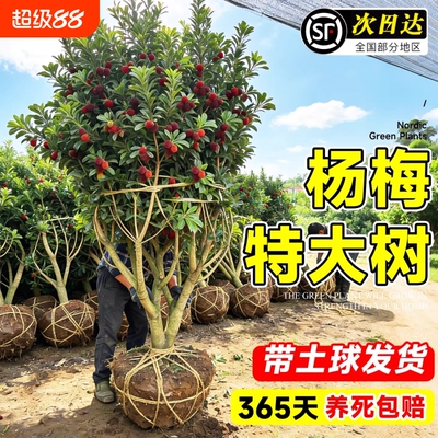 【正宗嫁接大苗】仙居东魁杨梅树