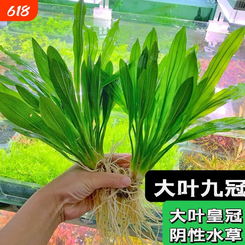 大叶九冠绿皇冠水草迷你九冠红九冠鱼缸造景装饰植物中后景阴性草