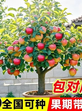 苹果树苗盆栽南方北方种植地栽冰糖心苹果苗活苗矮化果树当年结果