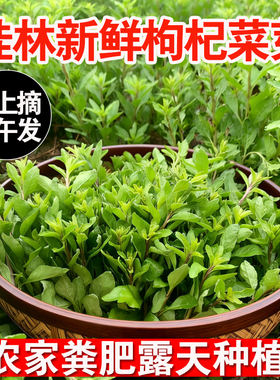 广西桂林新鲜枸杞菜枸杞叶头芽野生可食用应季青蔬菜当季时令批发