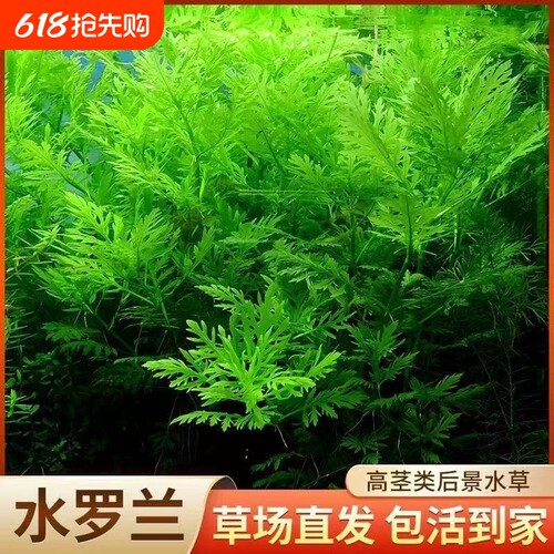 水罗兰沉底阴性全套水草懒人鱼缸造景净水增氧生态缸水培植物淡水