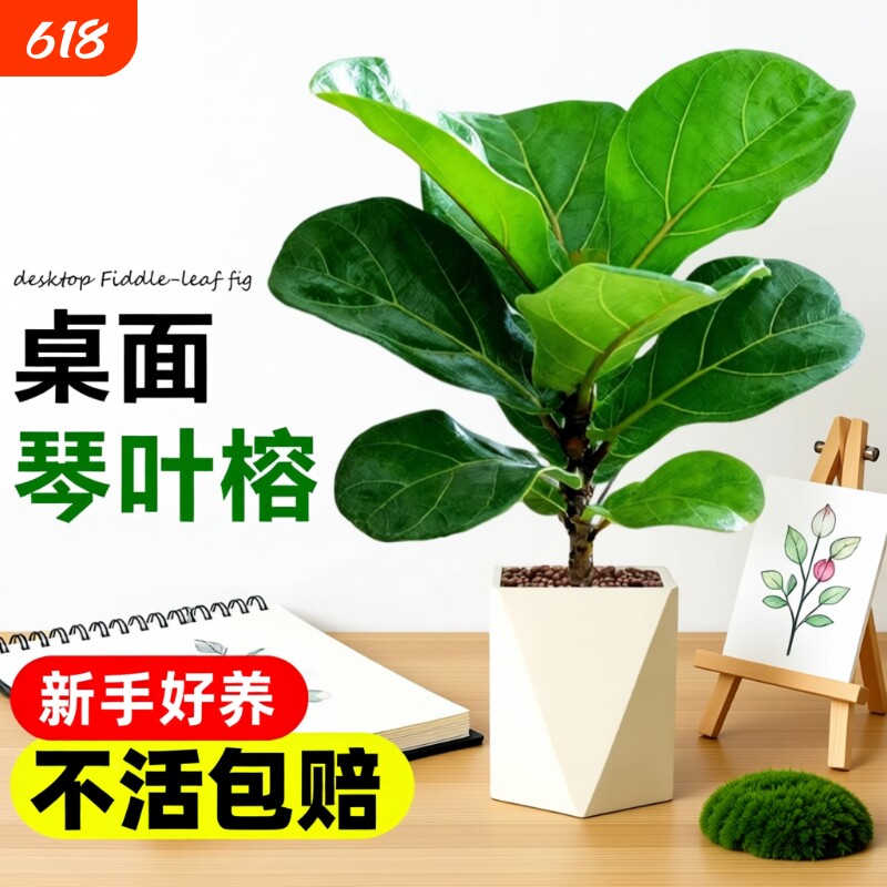 琴叶榕盆栽室内大叶植物办公室工位桌面绿植四季好养花卉小型盆景