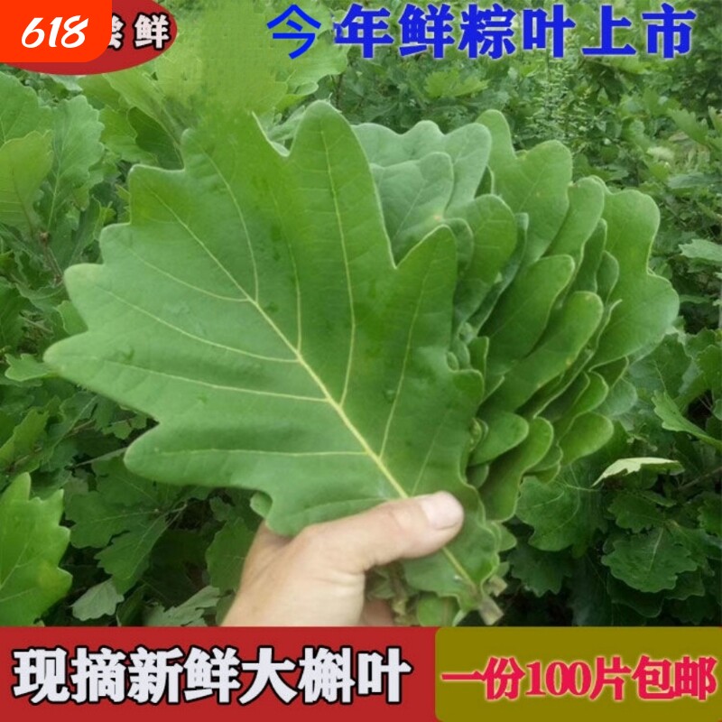 新鲜粽叶手选大号河南纯野生槲叶端午包粽子食用胡叶玻璃菠萝叶饼