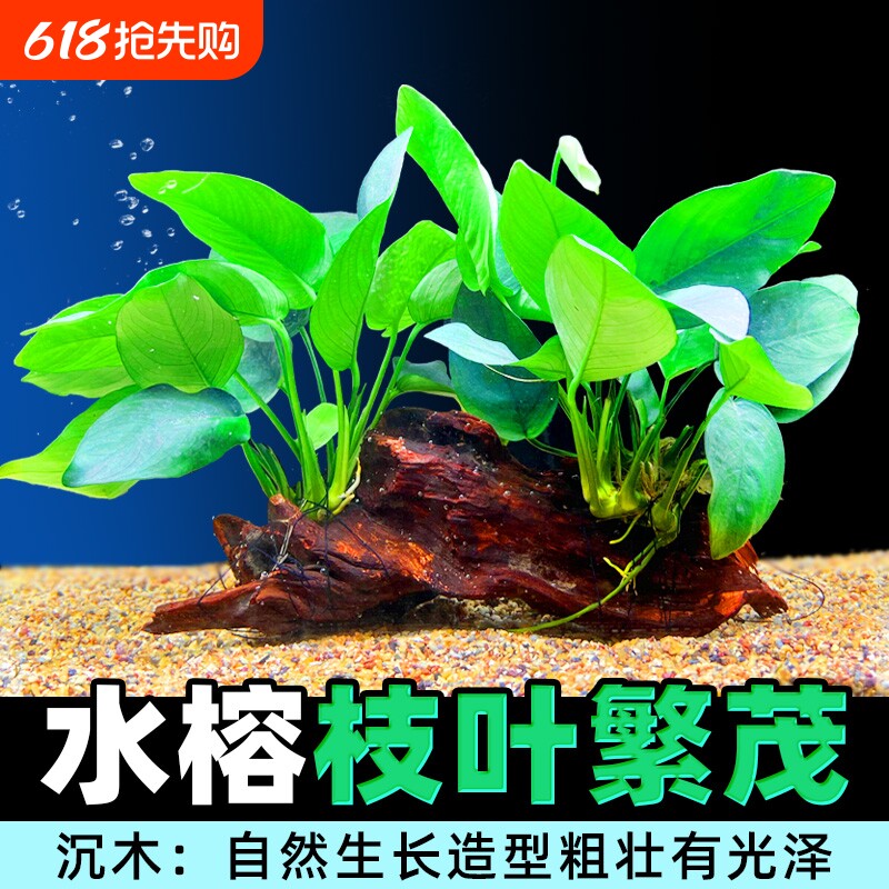 沉木水榕水草植物鱼缸造景装饰懒人莫斯阴性增氧屋大叶大型铁皇冠