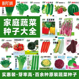 买3发6包四季 播种蔬菜种子青菜香菜白菜生菜小葱阳台盆栽水果种植