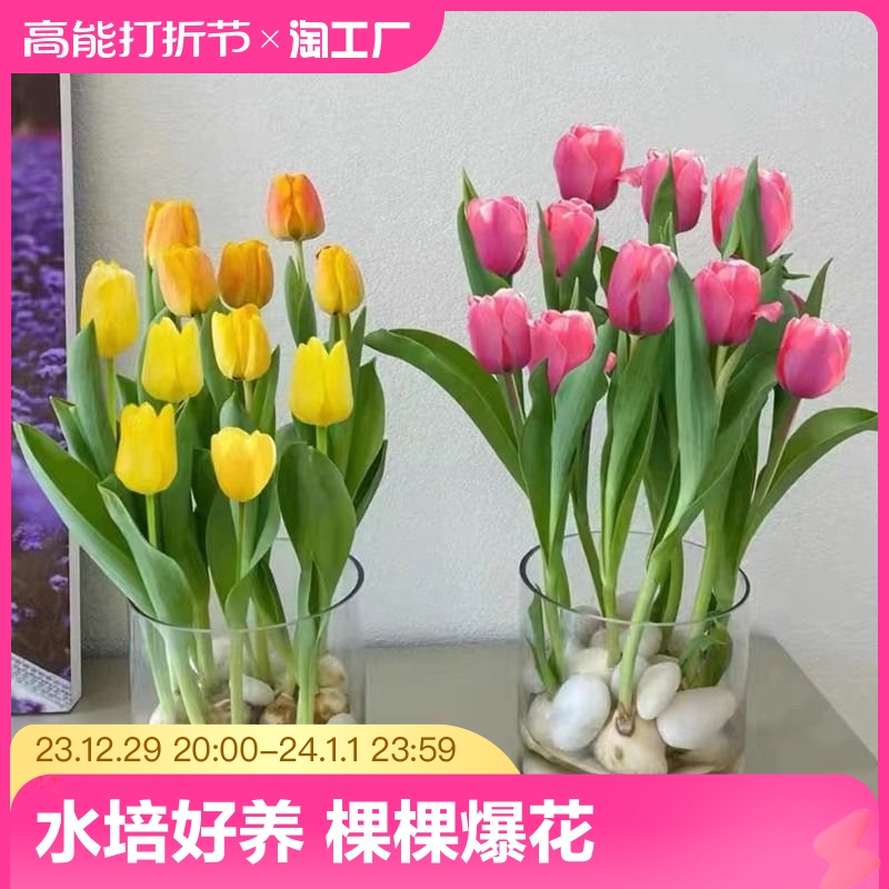 进口郁金香种球盆栽水培植物室内百合花好活冬季水仙花卉四季开花