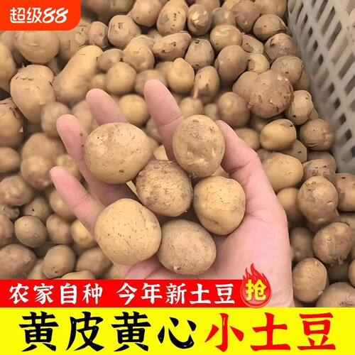正宗恩施小土豆迷你新鲜