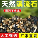 飾小石子 魚缸底砂造景溪流砂石原生態(tài)花盆鋪面天然小石頭鵝卵石裝