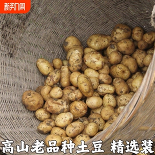今年现挖新鲜黄心土豆粉糯马铃薯高山农家土豆烧烤洋芋
