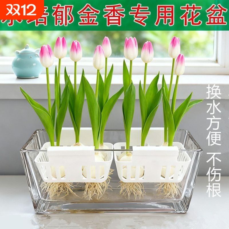 水培郁金香玻璃花盆含定植篮水养种球透明器皿固定蓝支架方形桌面