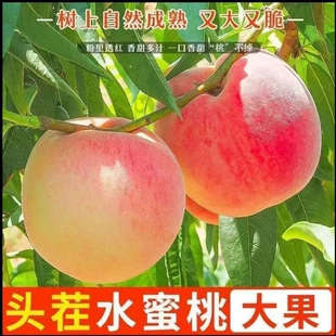 新鲜现摘水蜜桃当季露天水果脆甜春雪蜜桃10斤毛桃子大果孕妇整箱