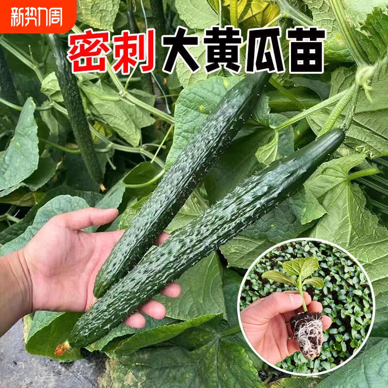 津妍四号黄瓜秧苗更甜高产强雌大黄瓜水果黄瓜种子蔬菜苗蔬菜种