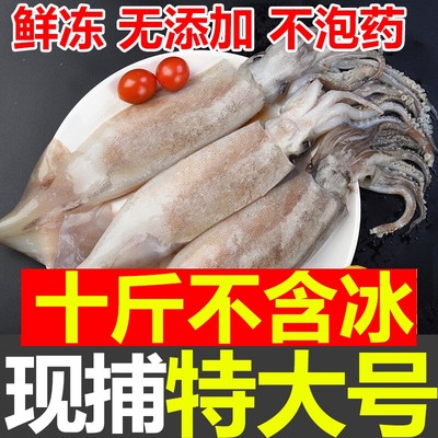 10斤特大号鱿鱼生鲜新鲜鱿鱼顺丰