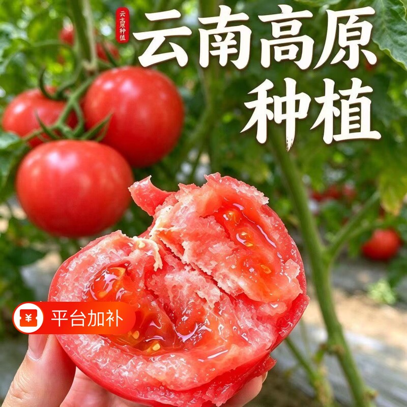 农家西红柿番茄洋柿子当季新鲜即食蔬菜可生吃露天种植整箱旗舰店