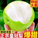 河北青皮皇冠梨梨脆甜多汁新鲜水果当季 水果梨子