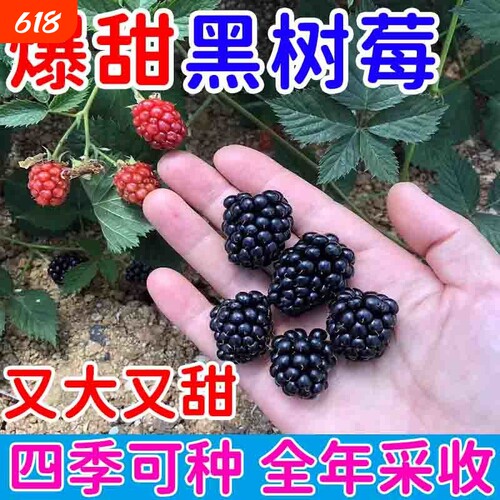 耐寒黑树莓种子阳台盆栽小院种植简单夏季开花四季播种高产水果
