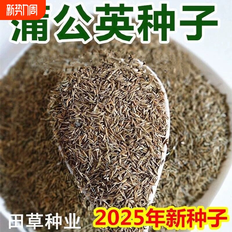 新产蒲公英种子籽野菜婆婆丁种植药食用种四季播种多年生种籽蔬菜