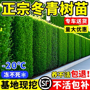 冬青树苗大叶北海道黄杨法国冬青围墙绿篱庭院四季常青绿化带植物