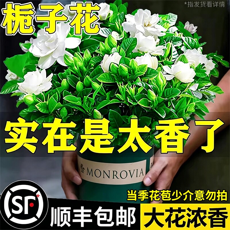 栀子花盆栽四季开花室内水培带花苞绿植九里香茉莉花客厅阳台
