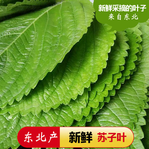 现摘苏子叶新鲜食用香料鱼虾蟹牛蛙等去腥提鲜食材无长杆嫩头与叶