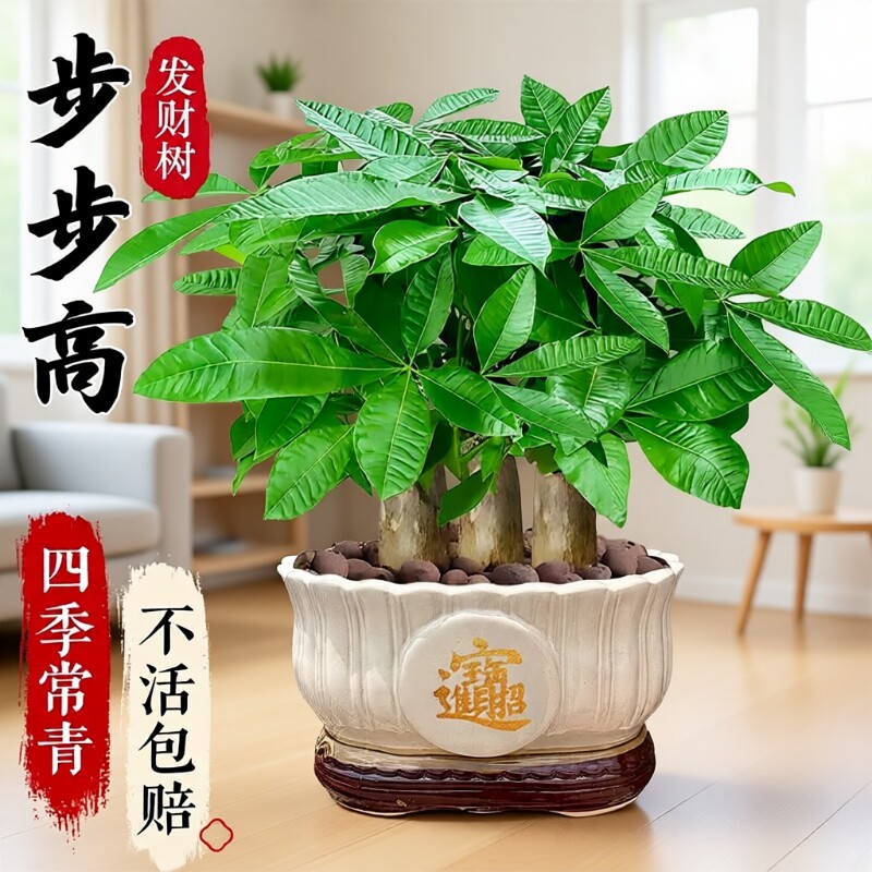 发财树盆栽易活植物室内客厅绿植小盆景四季常青招财室内盆栽花卉图片