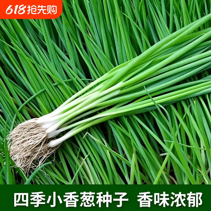 小香葱籽种子四季易种小葱种子阳台室内盆栽葱种子批发家庭菜种子