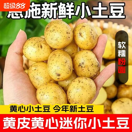 恩施高山新鲜黄心小土豆