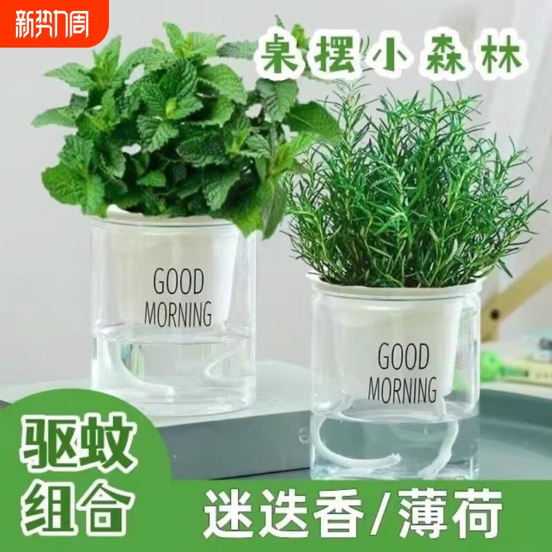 薄荷迷迭香盆栽可食用新鲜苗薄荷叶绿植室内客厅桌面盆栽四季好养
