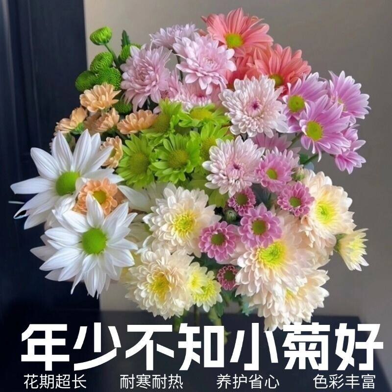 小菊小雏菊鲜花罗马假日三文鱼直发家用插花组合水培客厅新鲜花期